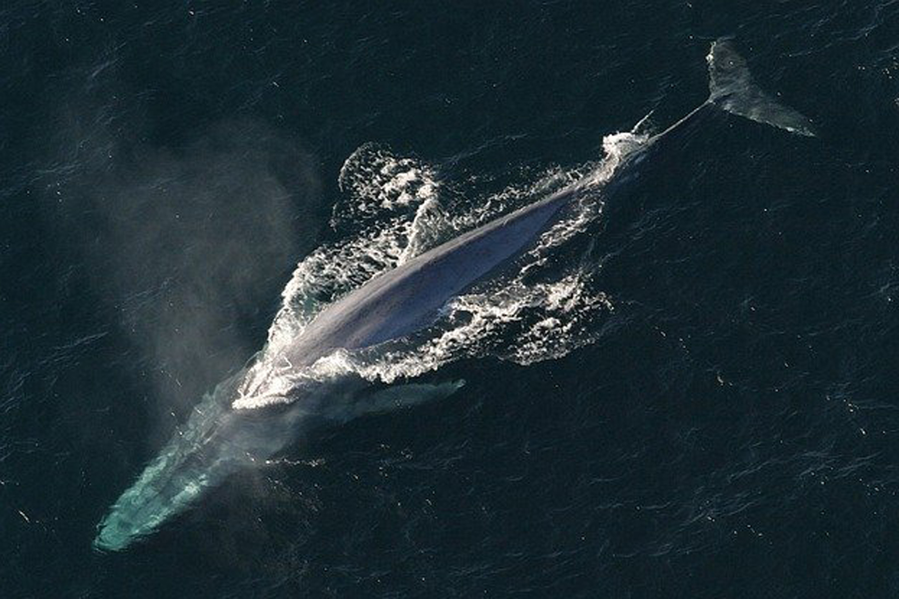 whale-watching-in-sri-lanka-blue-whale-from-above